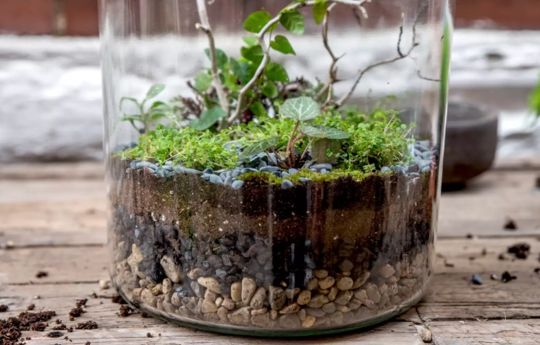 terrarium ideas