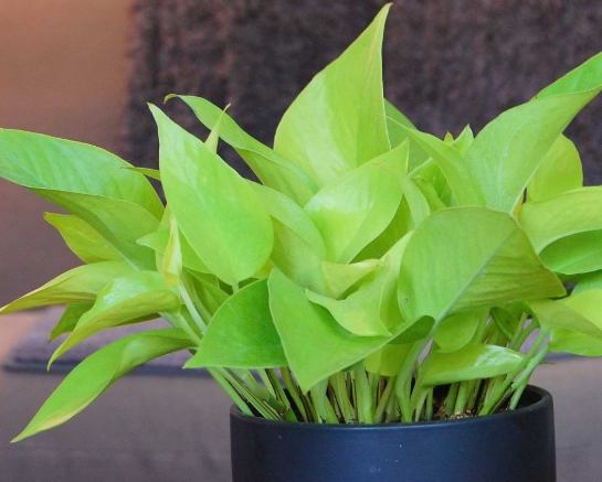neon pothos plant