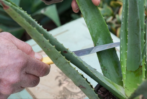 aloe vera propagation