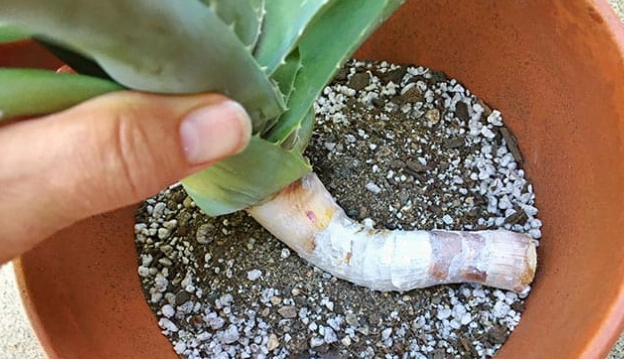 aloe vera propagation