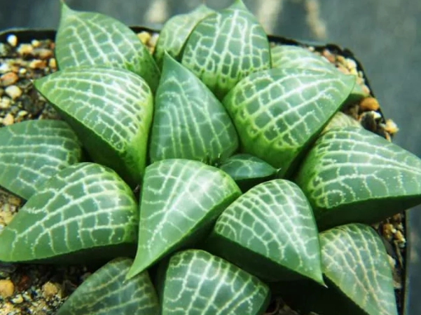 types of haworthia types of haworthia