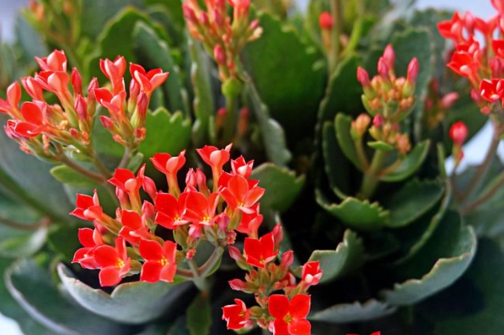 kalanchoe blooming tips