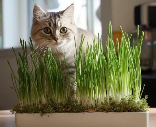 cat grass benefits