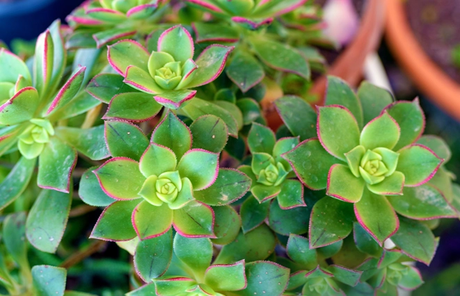 aeonium types