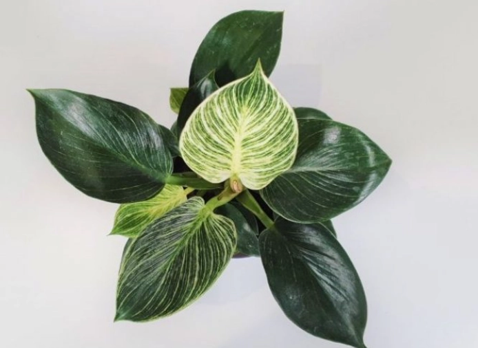 philodendron birkin problems