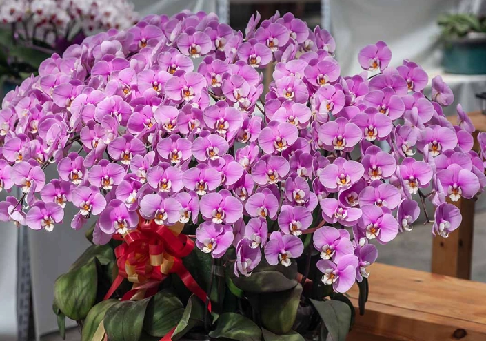 how to grow moth orchids how to grow moth orchids
