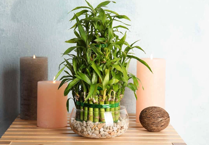 lucky bamboo plant care