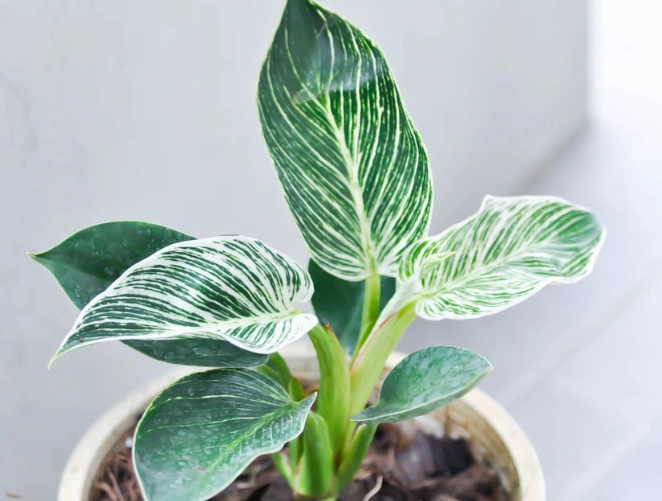 philodendron birkin problems