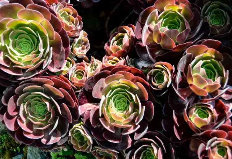 aeonium types