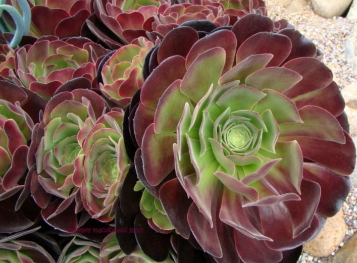 aeonium black rose