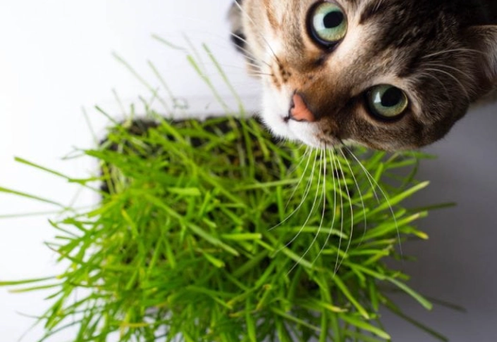 cat grass benefits