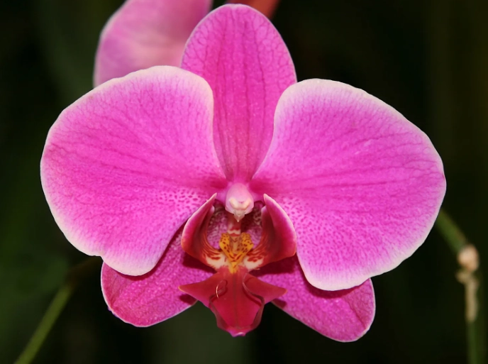 moth orchid care moth orchid care