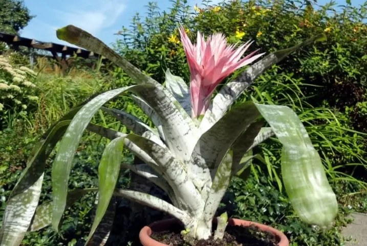 plants that grow in water