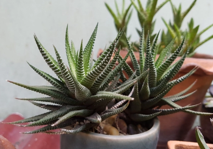 haworthia varieties