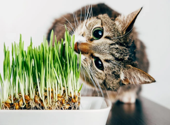 grow cat grass