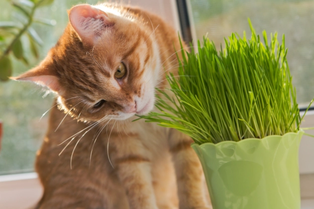 grow cat grass