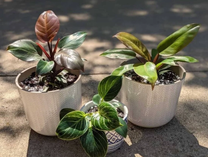 philodendron birkin light requirements