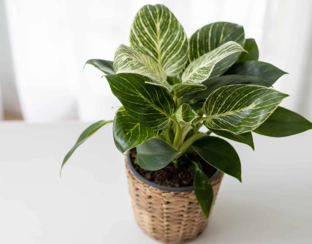 philodendron birkin light requirements