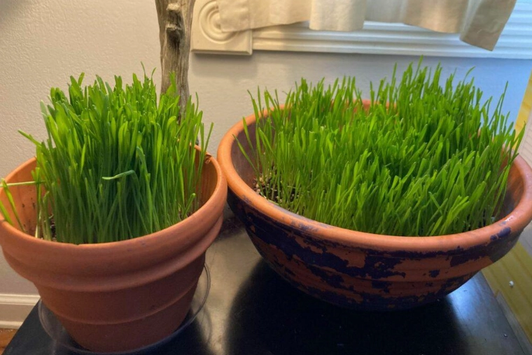 cat grass benefits