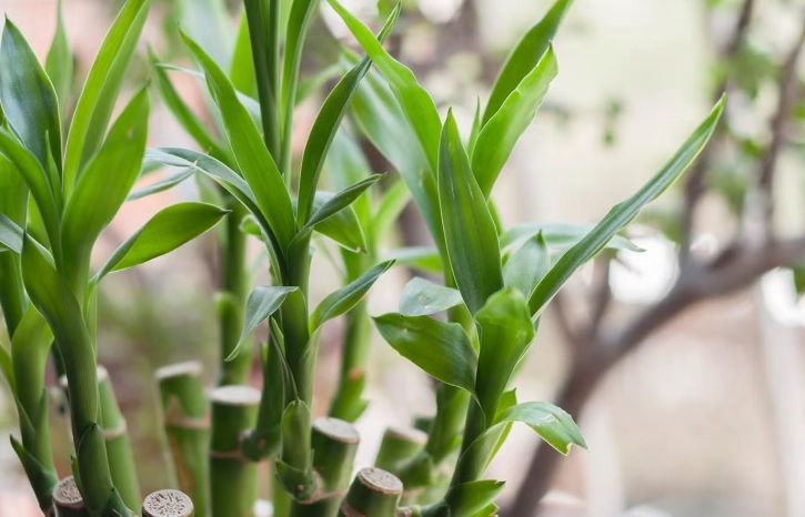 lucky bamboo plant care