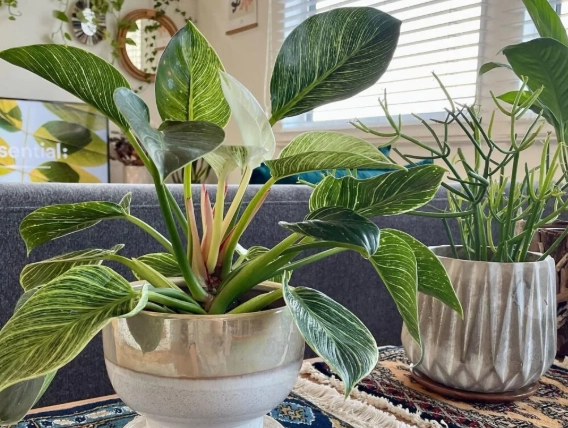 philodendron birkin light requirements