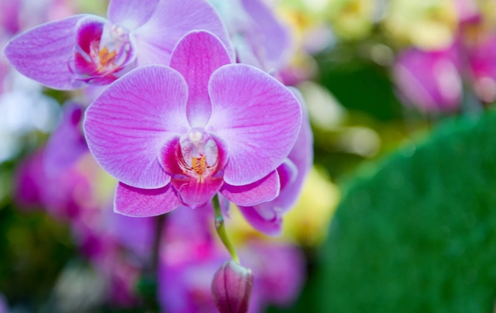 how to grow moth orchids how to grow moth orchids