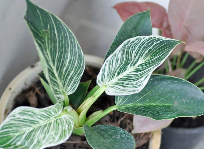 philodendron birkin problems