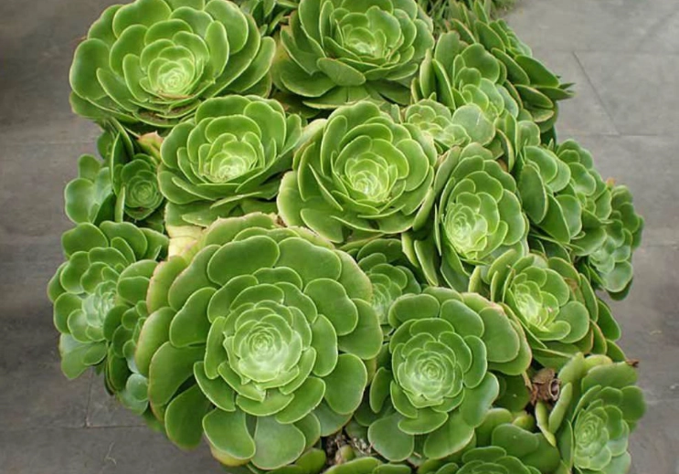aeonium black rose