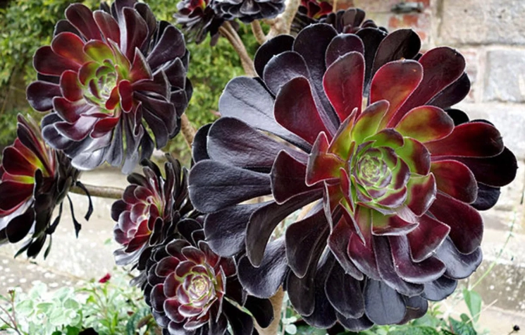 aeonium care