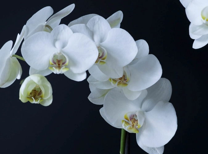 phalaenopsis orchid phalaenopsis orchid