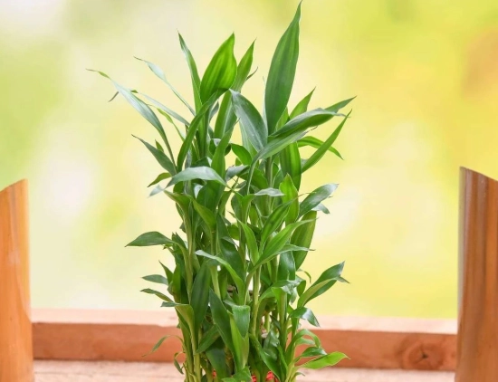 lucky bamboo plant meaning
