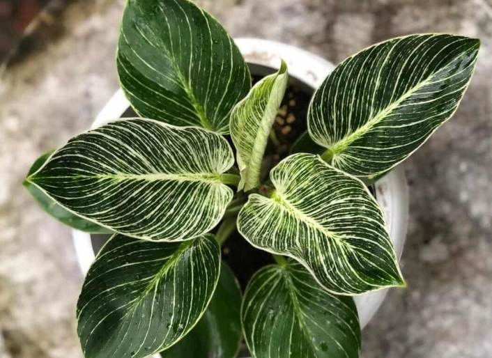 philodendron birkin light requirements