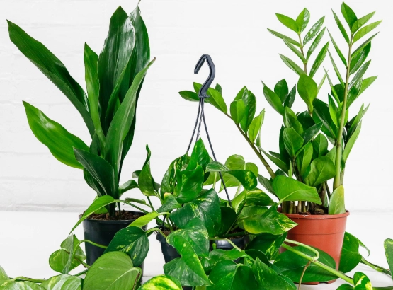 air purifying plants