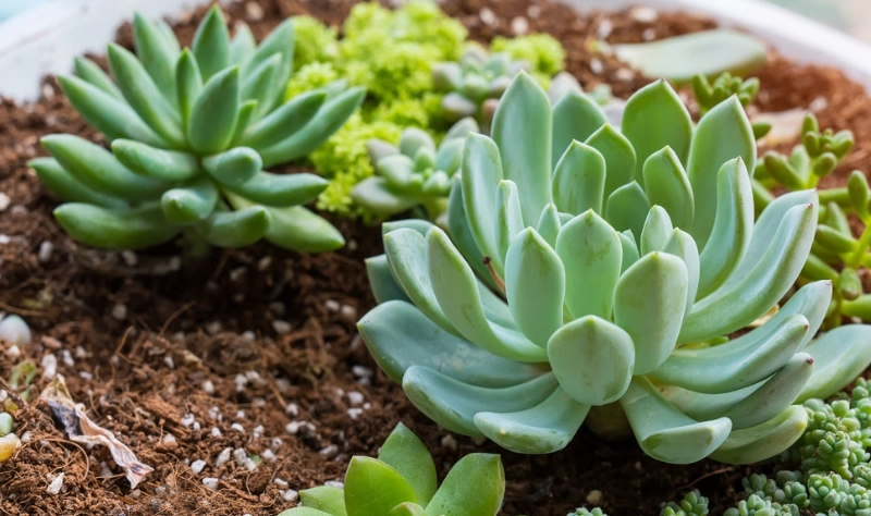 air purifying plants