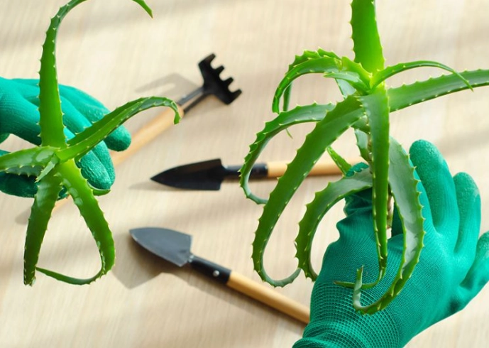 aloe vera pups aloe vera pups