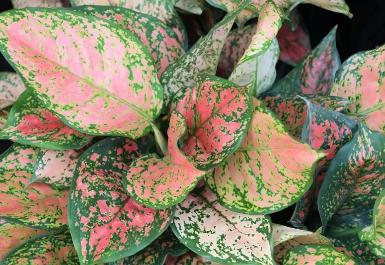 Chinese Evergreen care