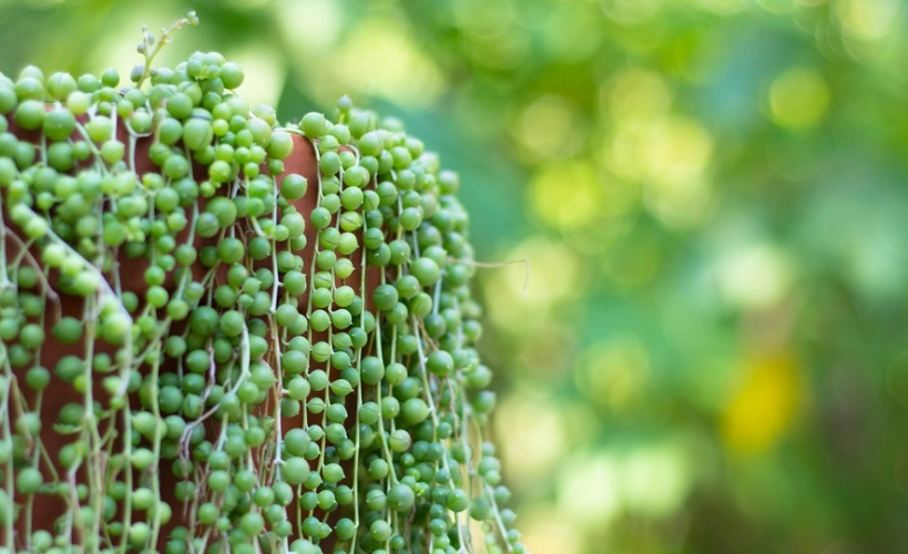 string of pearl plant