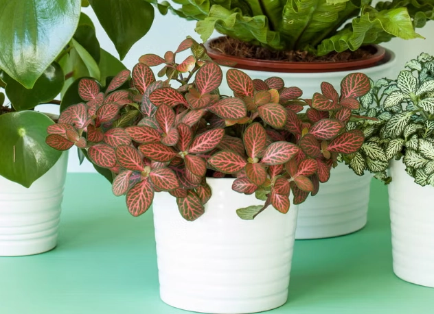 low light house plants