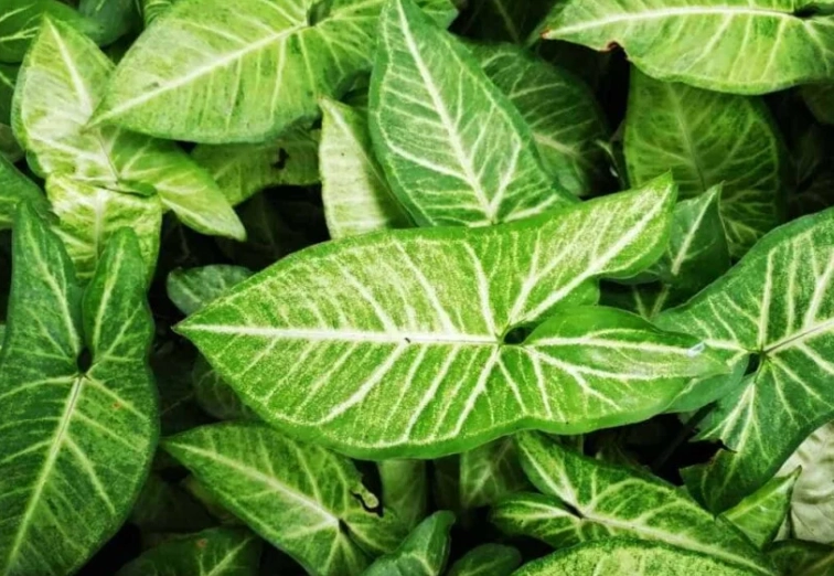 syngonium plant syngonium plant