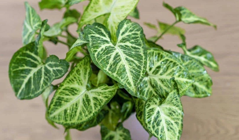arrowhead plant care arrowhead plant care