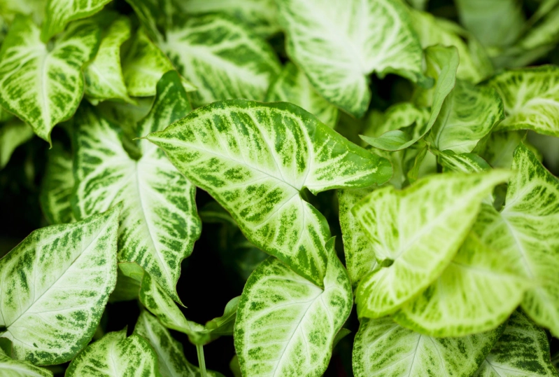 syngonium plant syngonium plant