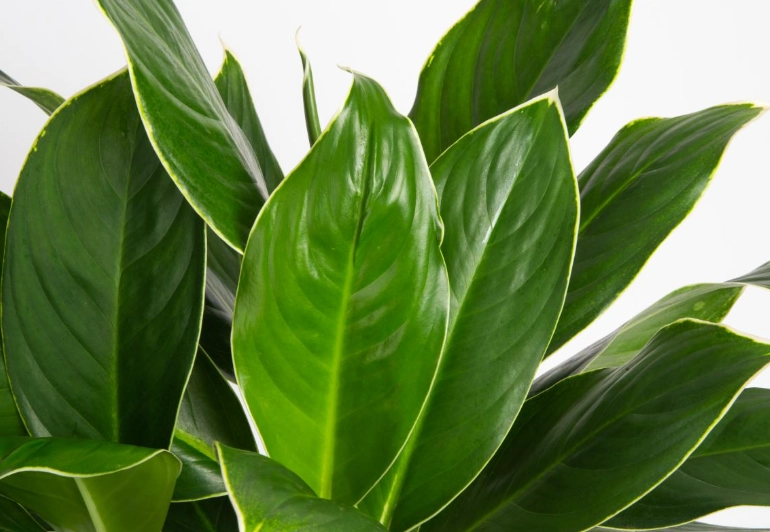 Aglaonema plant