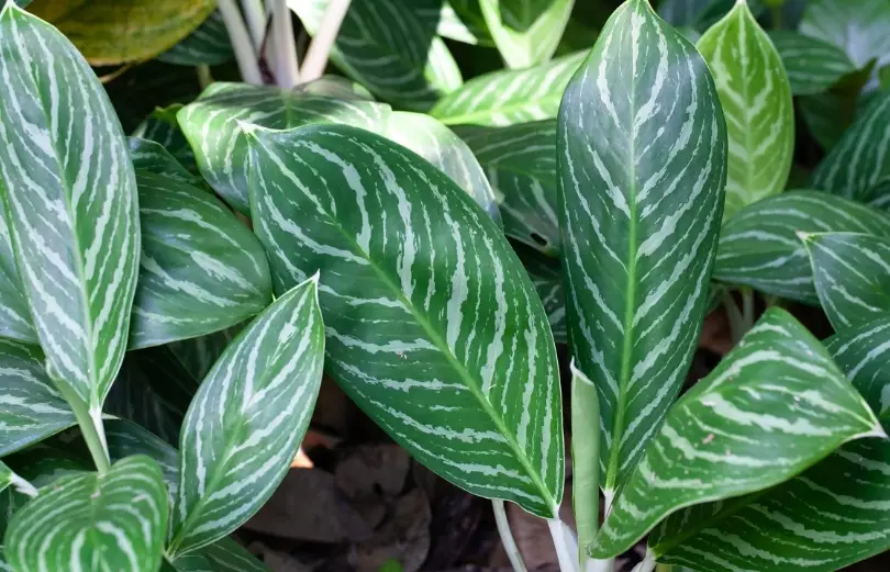 Chinese Evergreen care
