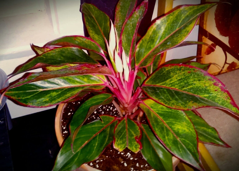 low light indoor plants