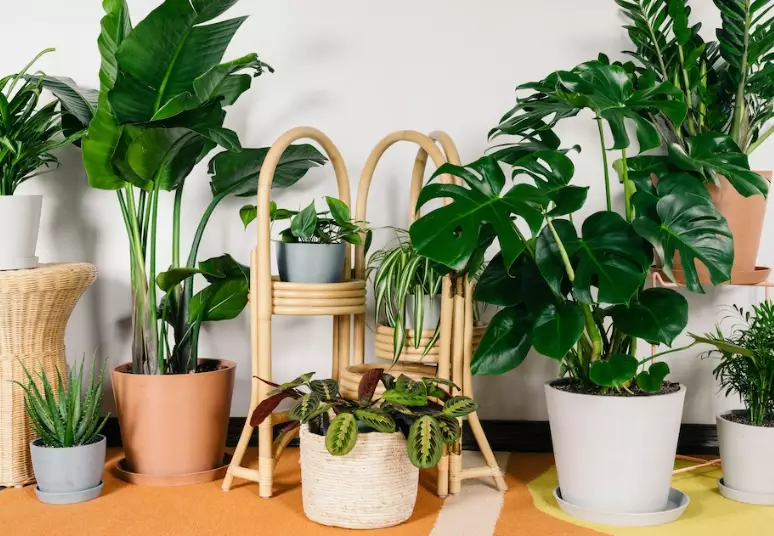 low light house plants