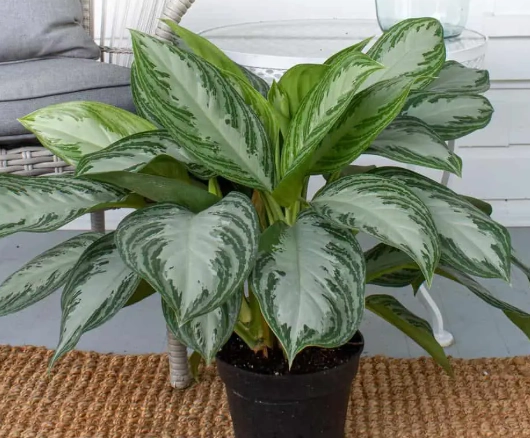 low light indoor plants