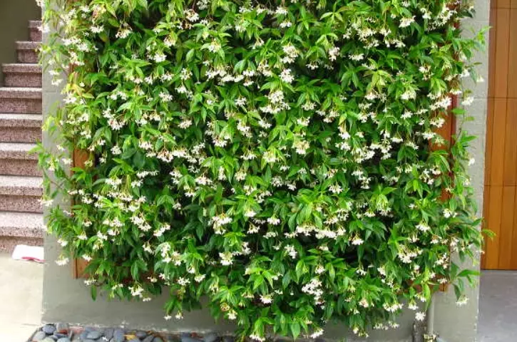 jasmine trellis ideas