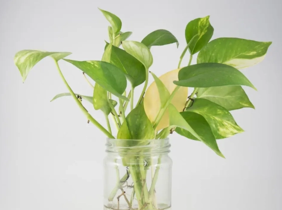 golden pothos propagation in water golden pothos propagation in water