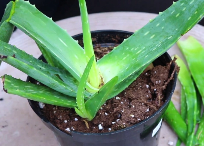 aloe vera pups aloe vera pups