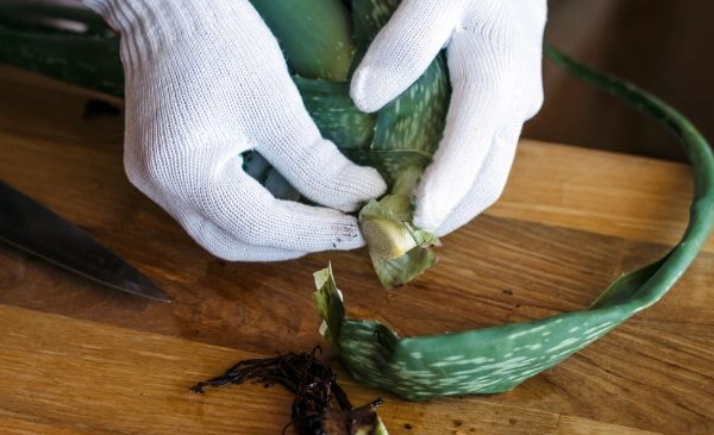 aloe vera pups aloe vera pups